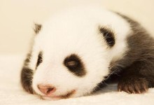 大熊猫纪录片--大熊猫51的故事(正片+花絮)日语中文字幕 高清下载-颜夕夕萌物馆_儿童早教一站就够了