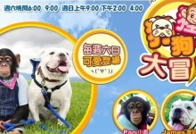 搞笑动物节目-狗狗猩猩大冒险(又名:小庞和詹姆斯)第一季+第二季下载-颜夕夕萌物馆_儿童早教一站就够了