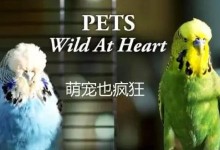 超萌的小动物纪录片:萌宠也疯狂(全2集)内嵌中英字幕 高清720p下载-颜夕夕萌物馆_儿童早教一站就够了