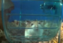 动物世界亲子纪录片:bbc-宠物的天性 Pets - Wild at Heart (2015) 全2集 外挂中英字幕-颜夕夕萌物馆_儿童早教一站就够了