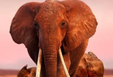 一个关于母爱的动物世界纪录片:大象女王 The Elephant Queen (2018) 全1集 高清-颜夕夕萌物馆_儿童早教一站就够了