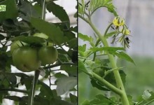 孩子爱看的动物世界短片13集,主要科普昆虫知识-颜夕夕萌物馆_儿童早教一站就够了