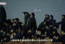 【英语中英字幕】动物世界纪录片-国家地理：野性南极洲（帝企鹅纪录片） Wild Antarctica - Emperor Penguins Facing Winter 全1集 超清720P下载-颜夕夕萌物馆_儿童早教一站就够了