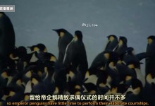 【英语中英字幕】动物世界纪录片-国家地理:野性南极洲(帝企鹅纪录片) Wild Antarctica - Emperor Penguins Facing Winter 全1集 超清720P下载-颜夕夕萌物馆_儿童早教一站就够了