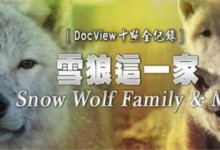 动物世界纪录片-BBC: 我和雪狼一家 台配国语 全3集下载-颜夕夕萌物馆_儿童早教一站就够了