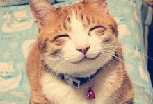 一不小心就被夹了,且看这些萌宠的狭缝求生技能-颜夕夕萌物馆_儿童早教一站就够了