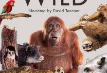 【英语中英字幕】亲子纪录片:bbc-荒野间谍 第一季 Spy in the Wild 全5集 高清-颜夕夕萌物馆_儿童早教一站就够了