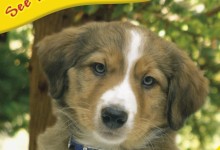 儿童英文启蒙绘本:DK出品《看小动物成长》系列绘本13本 合集下载-颜夕夕萌物馆_儿童早教一站就够了