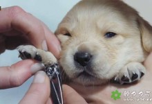 【英语中英字幕】可爱狗狗纪录片-小汪的秘密:初生的六个月 Puppy Secrets: The First Six Months (2016) 全2集超清1080P下载-颜夕夕萌物馆_儿童早教一站就够了