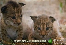 【英语中英字幕】动物世界纪录片-欧洲野性新生 猞猁魅影 Europe‘s New Wild – The Missing Lynx 全1集 超清1080P下载-颜夕夕萌物馆_儿童早教一站就够了