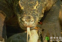 bbc探索濒危动物纪录片:最后一眼(又名:消逝世界漫游指南) Last Chance to See (2009) 全6集(英语中英字幕) 超清1080P下载-颜夕夕萌物馆_儿童早教一站就够了
