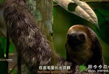 【英语中英字幕】动物世界纪录片-异乎寻常的自然生灵 Nature's Weirdest 全1集 超清1080P下载-颜夕夕萌物馆_儿童早教一站就够了