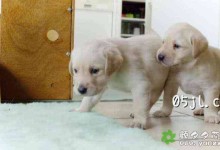【英语中英字幕】可爱小动物纪录片:狗的秘密生活 Secret Life of Dogs (2013) 全1集 超清1080P下载-颜夕夕萌物馆_儿童早教一站就够了