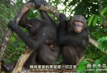 【英语中英字幕】非洲动物世界纪录片:我的刚果 My Congo (2016) 全1集 高清720P下载-颜夕夕萌物馆_儿童早教一站就够了