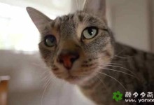 【英语中英字幕】bbc猫咪纪录片:猫咪观察 Cat Watch(2014) 全3集 高清720P下载-颜夕夕萌物馆_儿童早教一站就够了