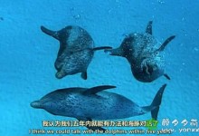 【英语中英字幕】动物世界纪录片/鲸纪录片:海洋巨兽 Ocean Giants (2011) 全3集 高清720P下载-颜夕夕萌物馆_儿童早教一站就够了