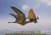 【英语中英字幕】恐龙纪录片：大卫·爱登堡-飞行怪兽Flying Monsters 3D with David Attenborough (2011) 全1集 超清1080P下载-颜夕夕萌物馆_儿童早教一站就够了