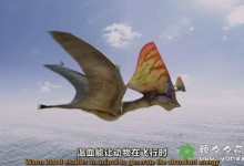 【英语中英字幕】恐龙纪录片:大卫·爱登堡-飞行怪兽Flying Monsters 3D with David Attenborough (2011) 全1集 超清1080P下载-颜夕夕萌物馆_儿童早教一站就够了