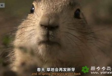 【英语中英字幕】动物世界纪录片:动物之家(动物建筑师) The Natural World: Animal House (2011)全1集 超清1080P下载-颜夕夕萌物馆_儿童早教一站就够了