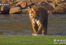 【英语中英字幕】动物世界纪录片-国家地理:野性印度的秘密 Secrets of Wild India 全3集 高清720P下载-颜夕夕萌物馆_儿童早教一站就够了