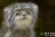 【英语中英字幕】大猫咪纪录片:猫族故事 The Story Of Cats 全3集 超清1080P下载-颜夕夕萌物馆_儿童早教一站就够了
