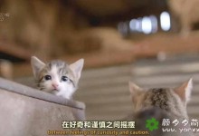 超可爱猫猫纪录片：小喵的秘密 The Secret Life Of Kittens 全2集 中英双语字幕720P下载-颜夕夕萌物馆_儿童早教一站就够了