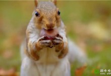 【英语中英字幕】动物世界纪录片:世上最狡猾的动物  World's Sneakiest Animals (2015) 全3集 超清1080P下载-颜夕夕萌物馆_儿童早教一站就够了