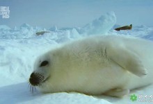 【英语中英字幕】超可爱北极熊、海豹纪录片：野性北极 Wildest Arctic (2012) 全4集 超清720P下载-颜夕夕萌物馆_儿童早教一站就够了