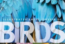 鸟类百科全书 DK Illustrated encyclopedia of birds 电子书PDF 高清下载-颜夕夕萌物馆_儿童早教一站就够了