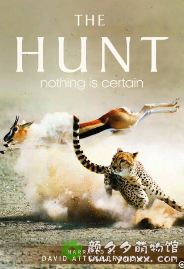 【英语】bbc动物世界纪录片：猎捕 The Hunt (2015)  全7集 超清1080P图片 No.1