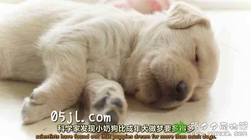 【英语中英字幕】可爱小动物纪录片：狗的秘密生活 Secret Life of Dogs (2013) 全1集 超清1080P下载图片 No.3