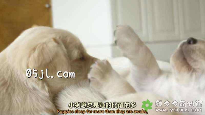 【英语中英字幕】可爱小动物纪录片：狗的秘密生活 Secret Life of Dogs (2013) 全1集 超清1080P下载图片 No.2