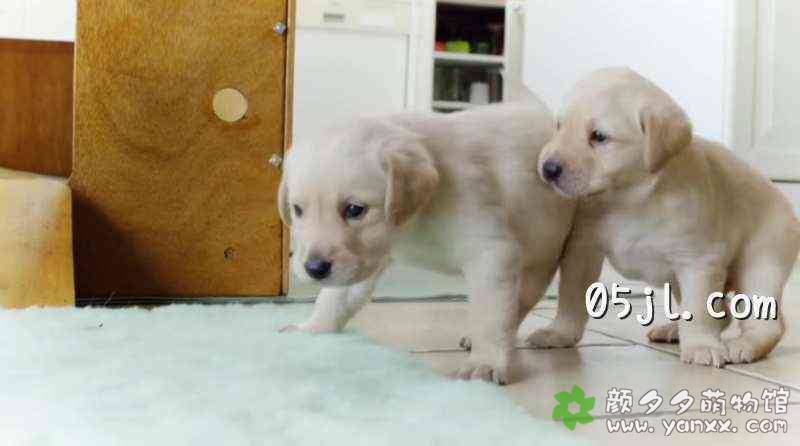 【英语中英字幕】可爱小动物纪录片：狗的秘密生活 Secret Life of Dogs (2013) 全1集 超清1080P下载图片 No.1