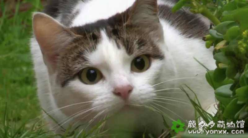 猫咪观察 Cat Watch No.4