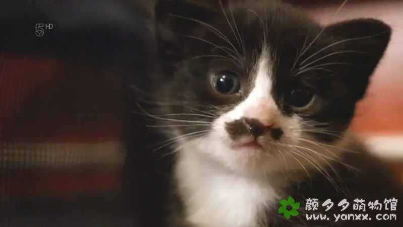 超可爱猫猫纪录片：小喵的秘密 The Secret Life Of Kittens 全2集 中英双语字幕720P下载图片 No.5
