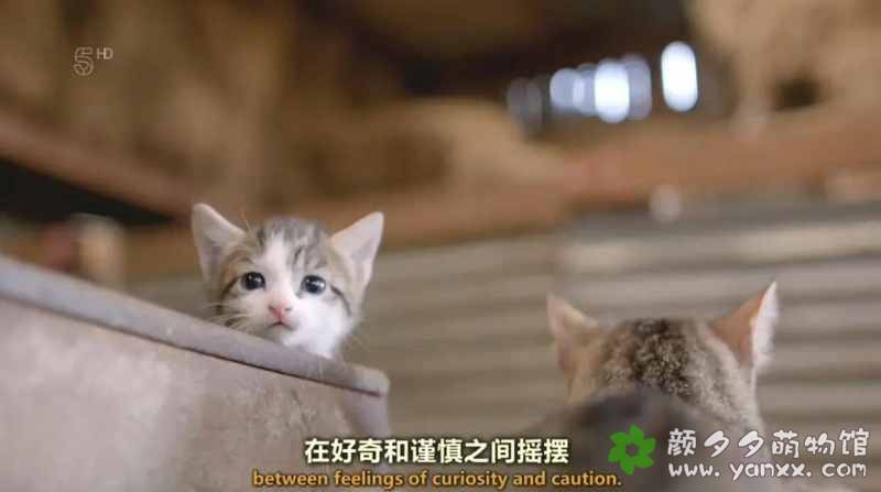 超可爱猫猫纪录片：小喵的秘密 The Secret Life Of Kittens 全2集 中英双语字幕720P下载图片 No.1