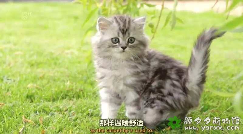 超可爱猫猫纪录片：小喵的秘密 The Secret Life Of Kittens 全2集 中英双语字幕720P下载图片 No.4