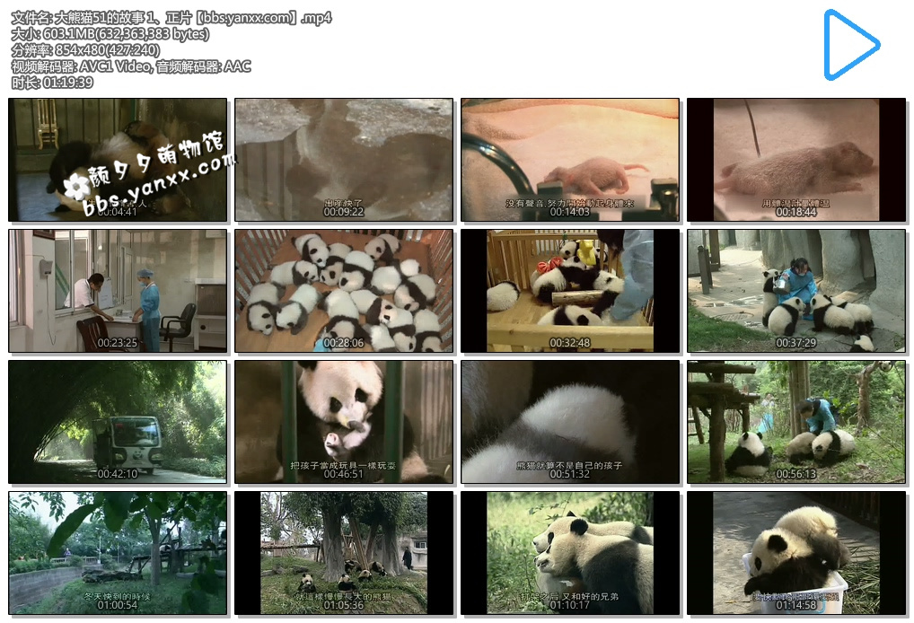 大熊猫纪录片–大熊猫51的故事（正片+花絮）日语中文字幕 高清下载图片 No.2