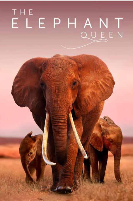一个关于母爱的动物世界纪录片：大象女王 The Elephant Queen (2018) 全1集 高清图片 No.1