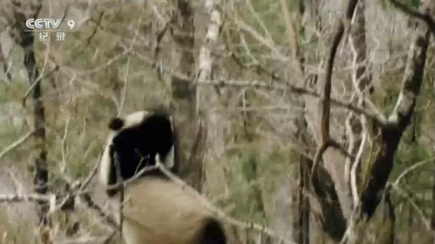 央视cctv9动物世界纪录片：野性的呼唤 全5集 高清720P图片 No.3