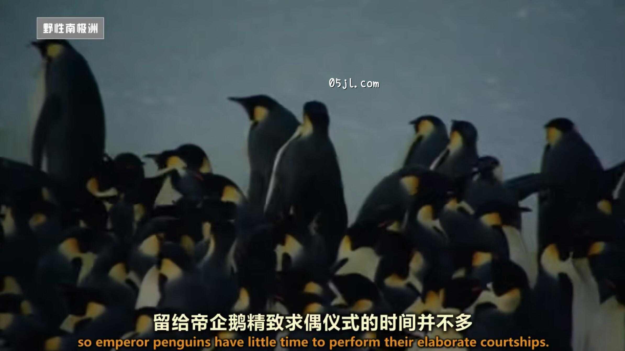 【英语中英字幕】动物世界纪录片-国家地理：野性南极洲（帝企鹅纪录片） Wild Antarctica – Emperor Penguins Facing Winter 全1集 超清720P下载图片 No.1